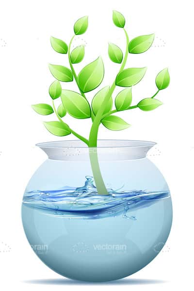 Plant Growing From Fishbowl Full of Water